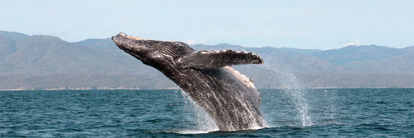 Avistamiento de ballenas y delfines en Culiacán