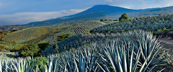 Jalisco, el paraíso del tequila