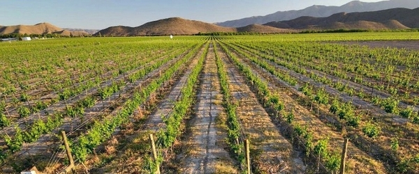 El oasis vinícola de Coahuila